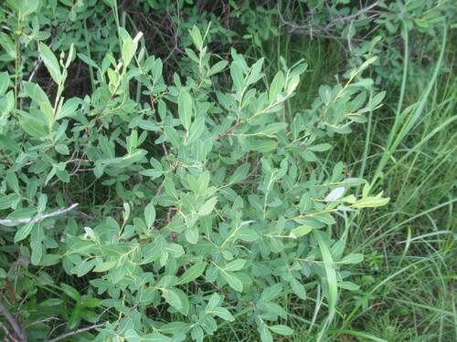 Salix kochiana