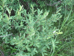 Salix kochiana