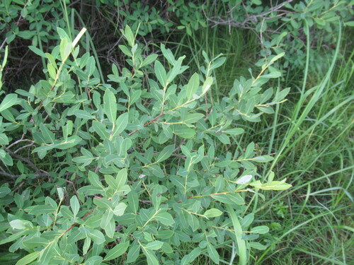 Salix kochiana, photograph 1
