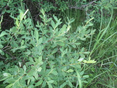 Salix kochiana, photograph author not stated, no rights reserved