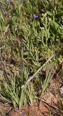 Sisyrinchium halophilum