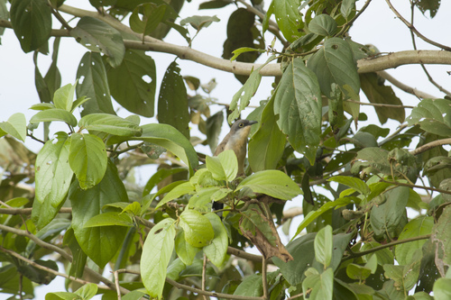 Dark-billed Cuckoo