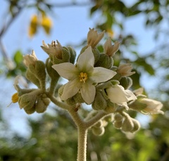 Solanum erianthum