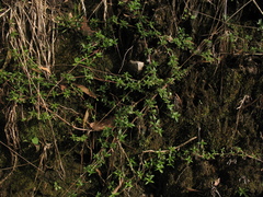 Galianthe bogotensis