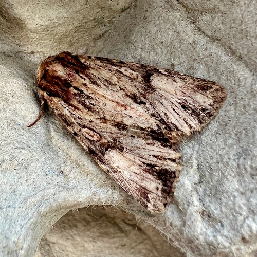 Wood-colored Apamea Moth photo 5