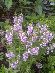 Angelonia biflora