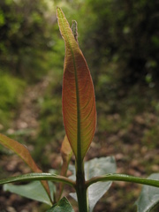 Palicourea angustifolia