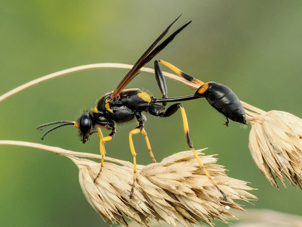 Black-and-yellow Mud-dauber Wasps