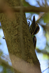 Chrysocolaptes festivus
