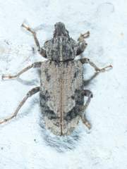 Listroderes difficilis