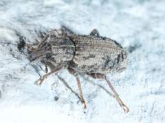 Listroderes difficilis