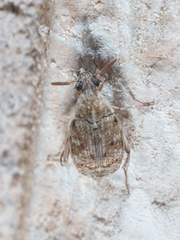 Algarobius bottimeri