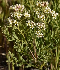 Comandra umbellata californica