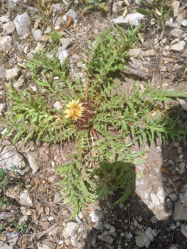 Acanthus-leaved Carline-thistle