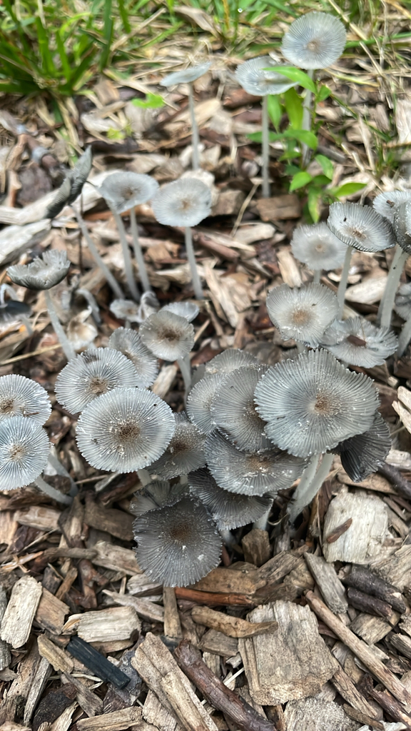 hare's foot inkcap · July 2026 · photo: Photo: no rights reserved · iNaturalist