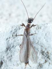 Oligotoma saundersii