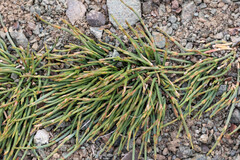 Ephedra monosperma, photograph (c) Tom Field, some rights reserved (CC BY)