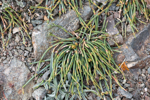 Ephedra monosperma, photograph 3