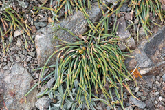Ephedra monosperma, photograph (c) Tom Field, some rights reserved (CC BY)