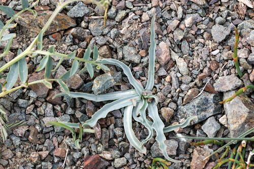 Tulipa uniflora, photograph 3