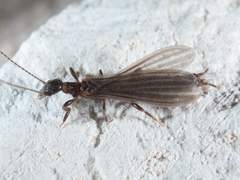 Oligotoma saundersii