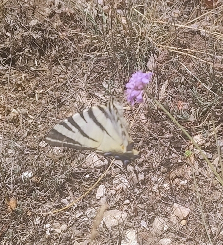 Scarce Swallowtail