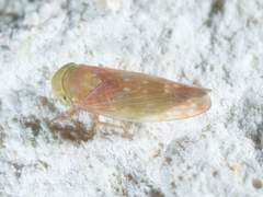 Cetexa