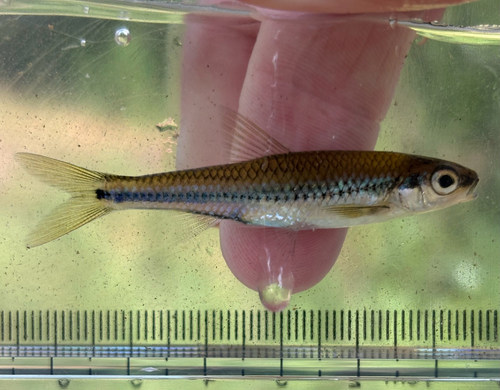 Texaanse shiner (Notropis texanus) — Cyprinidae — 4