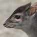 Blue Duiker - Photo (c) Bart Jekel, some rights reserved (CC BY-NC-ND)