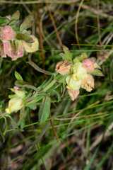Hermannia hyssopifolia