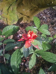 Pachystachys spicata