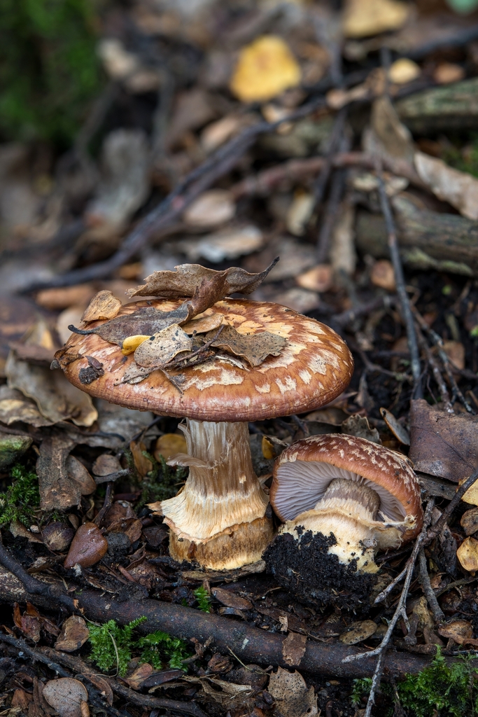 Cortinarius cesarioanus