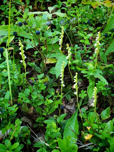 lesser rattlesnake plantain