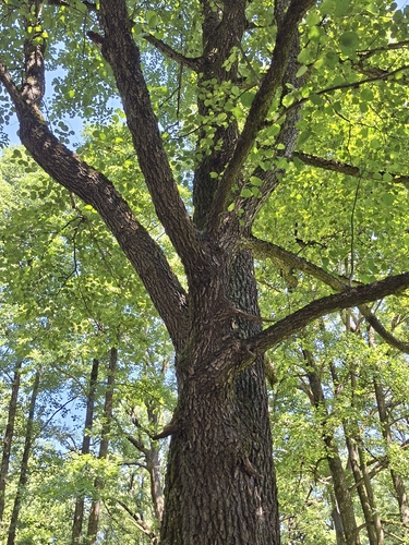 Наблюдение на iNaturalist