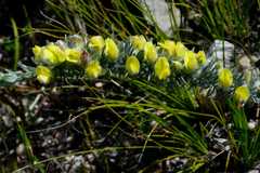 Aspalathus caledonensis