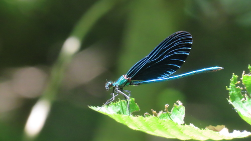 Beautiful Demoiselle