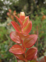 Disterigma alaternoides