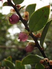 Disterigma alaternoides