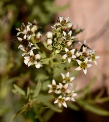 Comandra umbellata californica