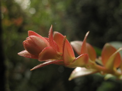 Disterigma alaternoides