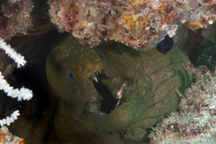Gymnothorax castaneus