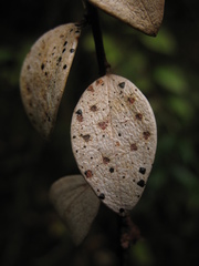 Disterigma alaternoides