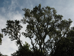 Weinmannia tomentosa