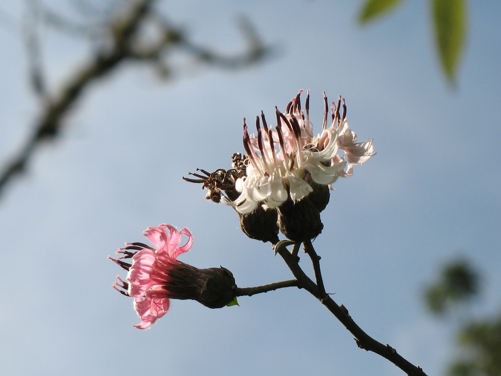 Barnadesia spinosa