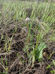 Valeriana tuberosa, photograph (c) Vasily Moryashkin, some rights reserved (CC BY)