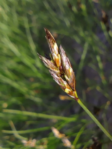 Carex praecox, photograph 6