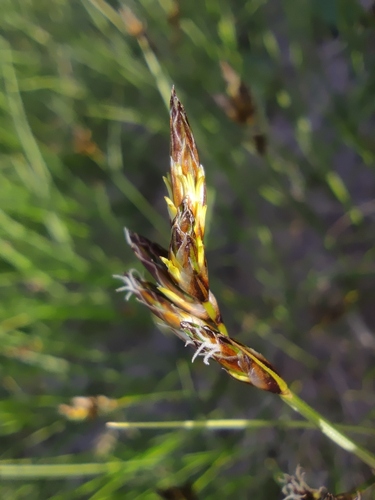Carex praecox, photograph 4