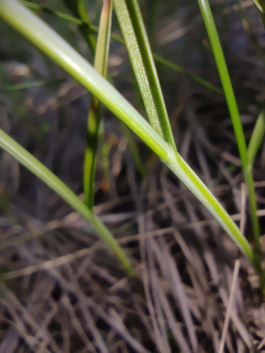 Carex praecox, photograph 5
