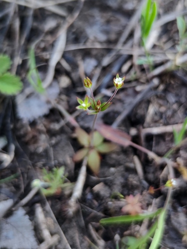 Androsace elongata, photograph 4