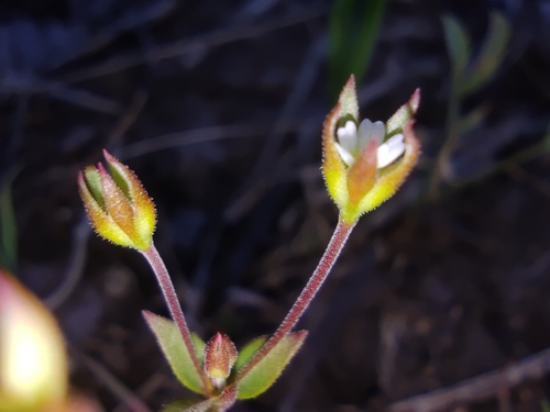 Androsace elongata, photograph 6